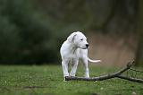 DOGUE ARGENTIN 289